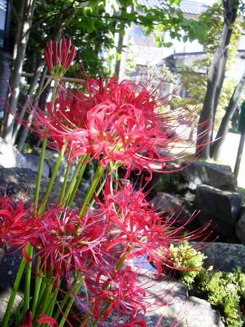彼岸花.jpg